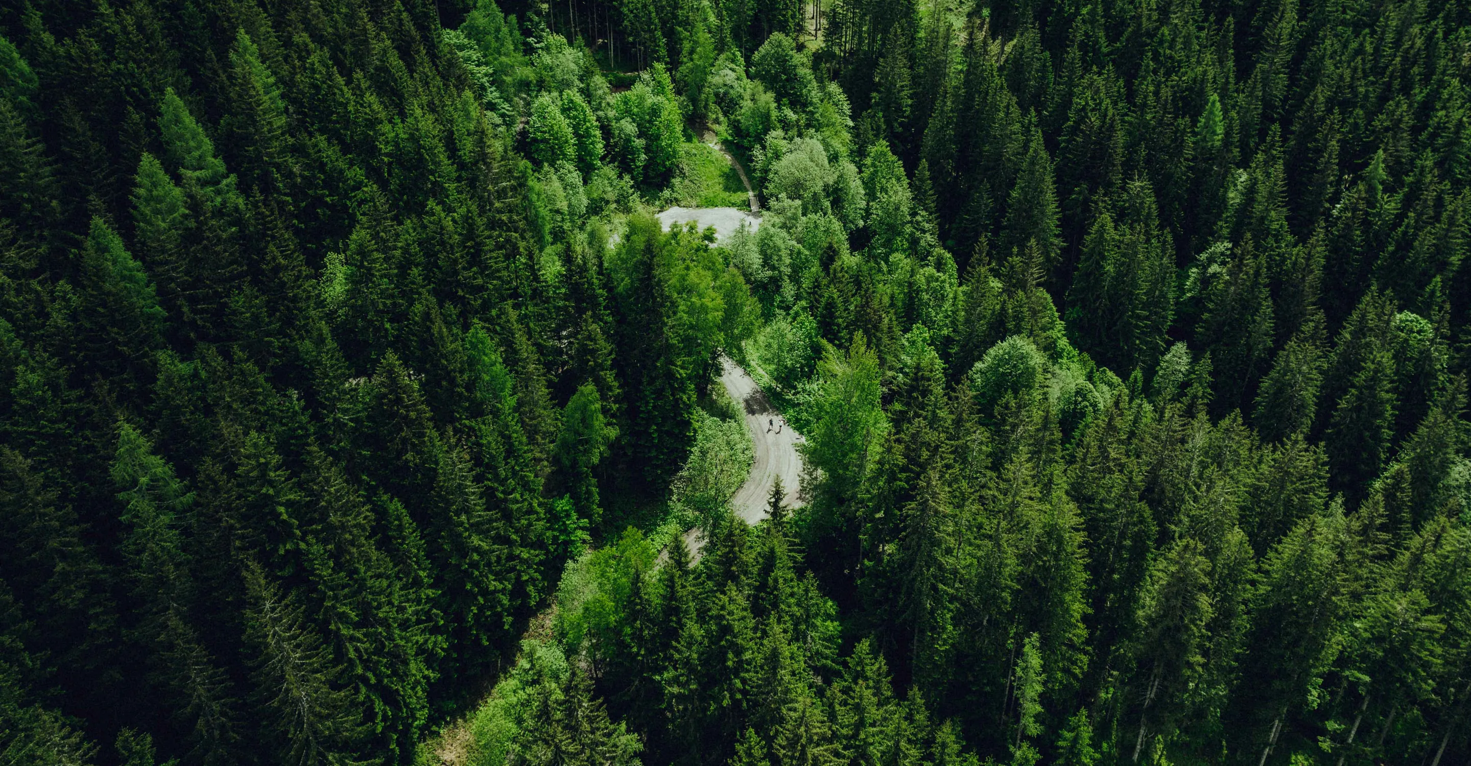 kurvige Forststraße die durch einen Wald führt