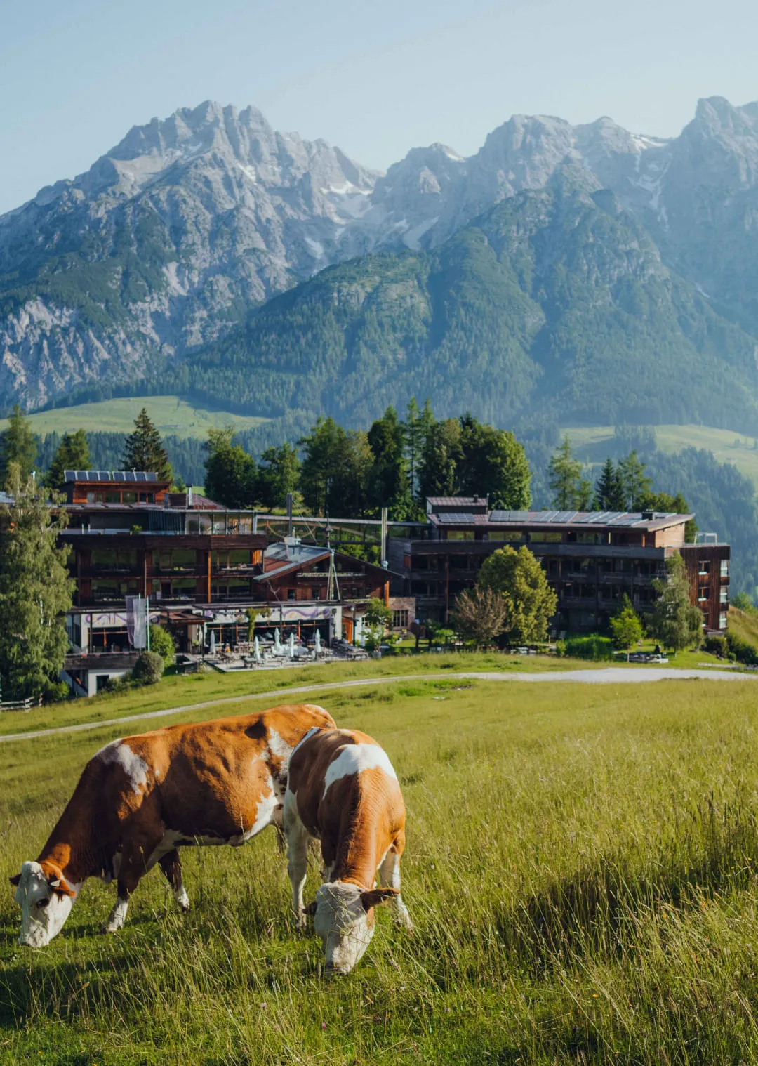 Berhotel mit weidenden Kühen im Vordergrund