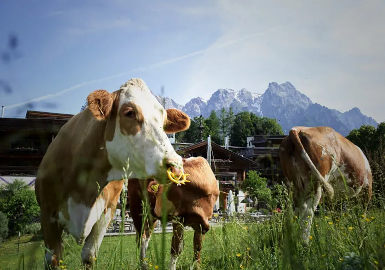 Kühe grasen in einer Wiese mit Bergen im Hintergrund